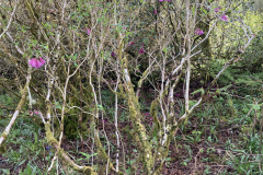 R cinnabarinum_ sp. tamaense habit