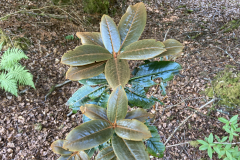 Rh circcinatum foliage