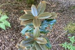 Rh circinnatum foliage