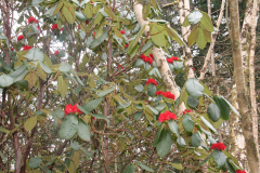 Rh erosum