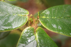 Rh erosum
