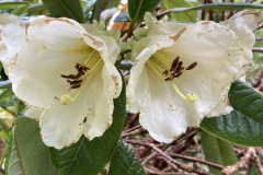 Rh excellens flowers