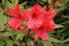 Rh griersonianum flowers