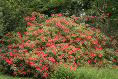 Rh griersonianum habit