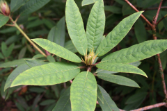 Rh griersonianum upper leaf