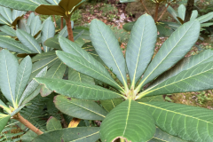 Rh heatheriae foliage KC0124