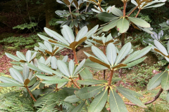 Rh heatheriae foliage KC0124