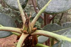 Rh hodgsonii aff.  growth bud