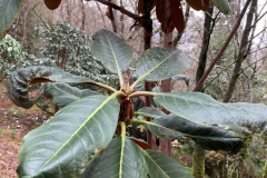 Rh hodgsonii aff.  leaves