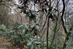 Rh hodgsonii aff. trunk