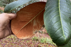Rh hodgsonii aff.  upper and lower leaves