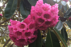 Rh hodgsonii flowers CH581