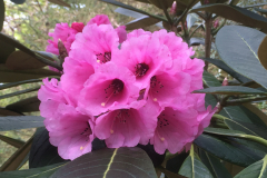 Rh kesangiae flower CHM3099