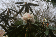 Rh lanatoides 1st-flower Mar2020