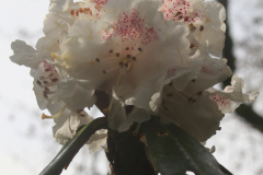 Rh lanatoides 1st-flower Mar2020