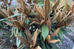 Rh lanatoides  young foliage