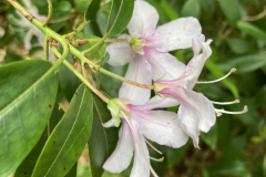 Rh leptothrium flower details