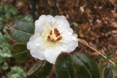 Rh  leucaspis  flower