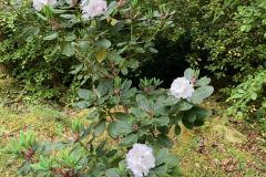 Rh nymphaeoides CGG14027