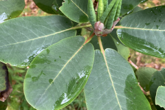 Rh nymphaeoides CGG14027