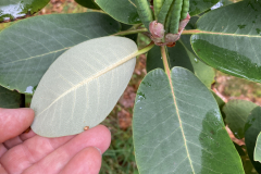 Rh nymphaeoides CGG14027