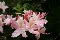 Rh occidentale flowers SM collection