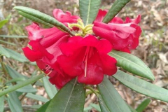 Rh papillatum flowers
