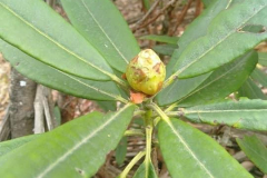Rh papillatum flower bud and foliage