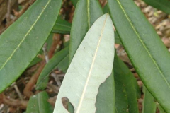 Rh papillatum underleaf surface