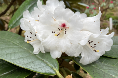 R preptum flowers