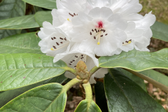 R preptum flowers