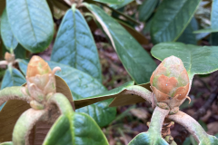 R preptum flower buds