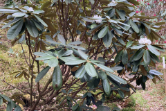 R preptum habit