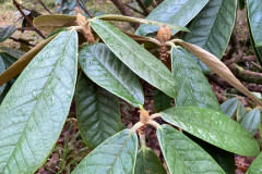 R preptum leaves and buds
