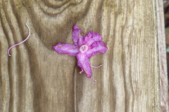Rh rufohirtum NN0915 or 09110