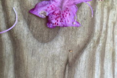 Rh rufohirtum NN0915 or 09110