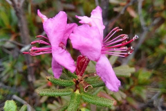 Rh setosum flowering in the wild, Bhutan