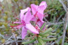Rh setosum flowering in the wild, Bhutan