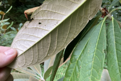 Rh sidereum aff. under leaf HECC10014