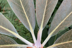 Rh sidereum aff. new foliage showing the pointed bud HECC10014