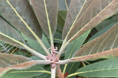 Rh sidereum aff. new foliage HECC10014