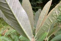 Rh sidereum aff. under leaf HECC10014