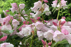 Rh yeufengense flowers HN collection