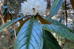 R rothschildii habit flowers
