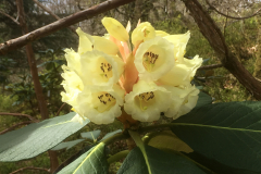 Rh sinofalconeri flower CH7183