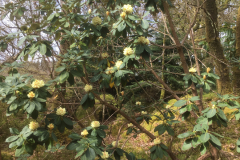 Rh sinofalconeri habit CH7183